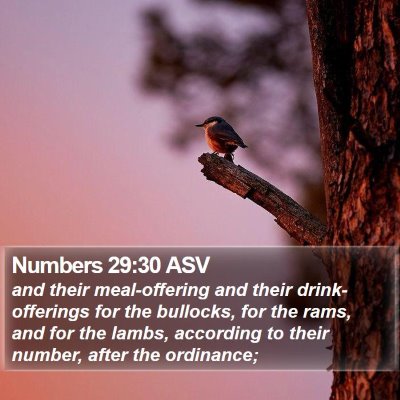 Numbers 29:30 ASV Bible Verse Image