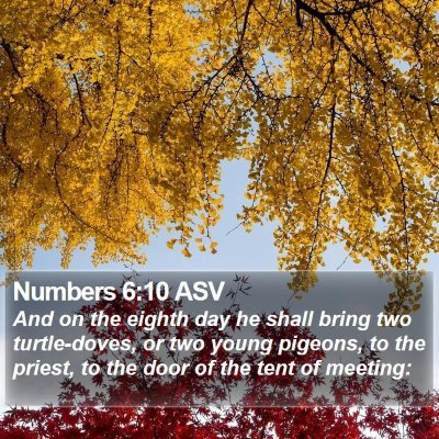 Numbers 6:10 ASV Bible Verse Image