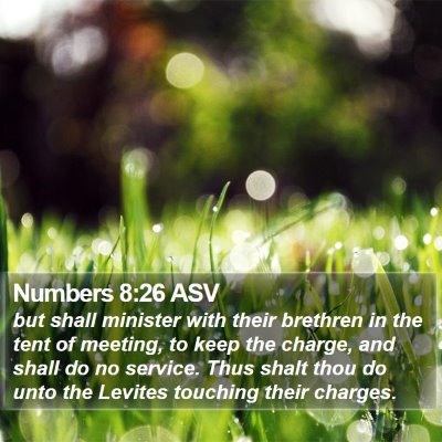 Numbers 8:26 ASV Bible Verse Image