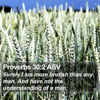 Proverbs 30:2 ASV Bible Verse Image