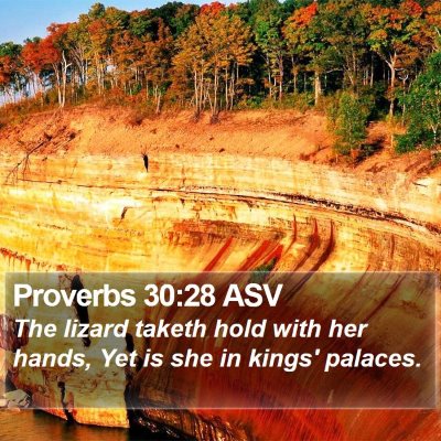 Proverbs 30:28 ASV Bible Verse Image