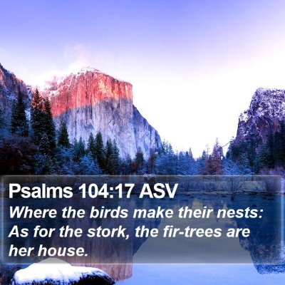 Psalms 104:17 ASV Bible Verse Image