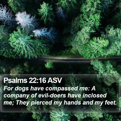 Psalms 22:16 ASV Bible Verse Image