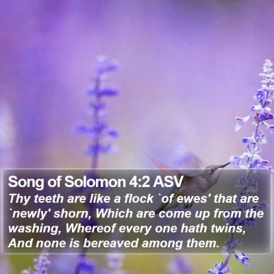 Song of Solomon 4:2 ASV Bible Verse Image