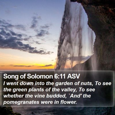 Song of Solomon 6:11 ASV Bible Verse Image