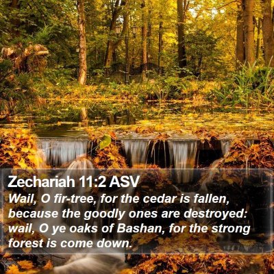 Zechariah 11:2 ASV Bible Verse Image
