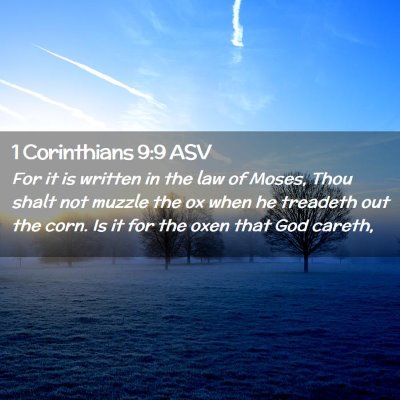 Picture 02 - 1 Corinthians 9:9 ASV - For it is written in the law of Moses, Thou shalt - Bible Verse Picture