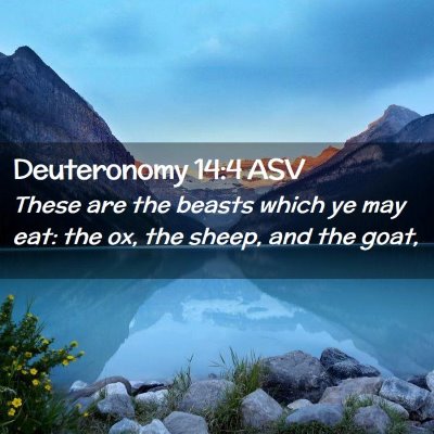 Picture 02 - Deuteronomy 14:4 ASV - These are the beasts which ye may eat: the ox, - Bible Verse Picture
