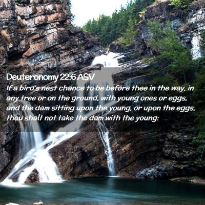 Picture 02 - Deuteronomy 22:6 ASV - If a bird's nest chance to be before thee in the - Bible Verse Picture