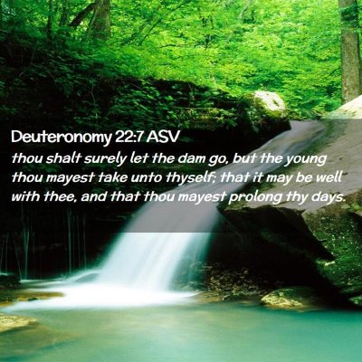 Picture 02 - Deuteronomy 22:7 ASV - thou shalt surely let the dam go, but the young - Bible Verse Picture