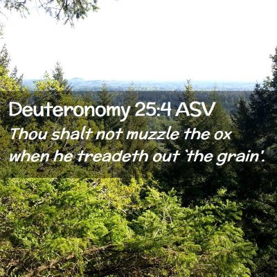 Picture 02 - Deuteronomy 25:4 ASV - Thou shalt not muzzle the ox when he treadeth out - Bible Verse Picture
