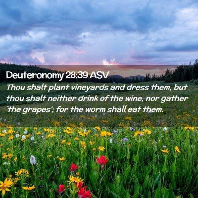Picture 02 - Deuteronomy 28:39 ASV - Thou shalt plant vineyards and dress them, but - Bible Verse Picture