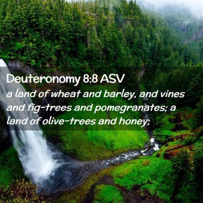 Picture 02 - Deuteronomy 8:8 ASV - a land of wheat and barley, and vines and - Bible Verse Picture