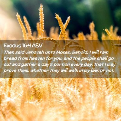 Picture 02 - Exodus 16:4 ASV - Then said Jehovah unto Moses, Behold, I will rain - Bible Verse Picture