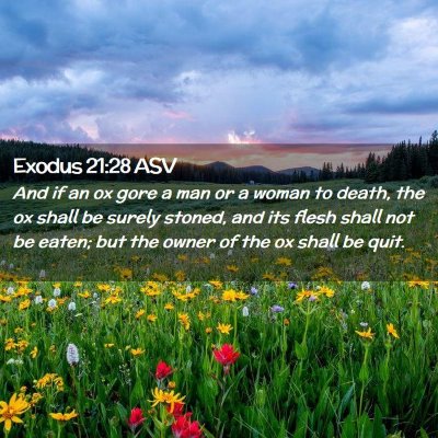 Picture 02 - Exodus 21:28 ASV - And if an ox gore a man or a woman to death, the - Bible Verse Picture