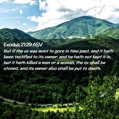 Picture 02 - Exodus 21:29 ASV - But if the ox was wont to gore in time past, and - Bible Verse Picture