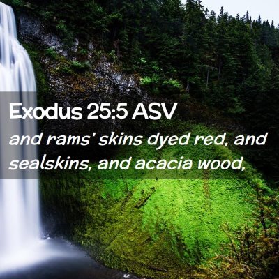 Picture 02 - Exodus 25:5 ASV - and rams' skins dyed red, and sealskins, and - Bible Verse Picture
