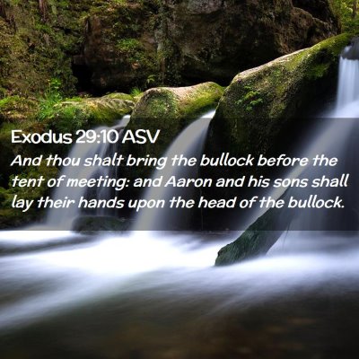 Picture 02 - Exodus 29:10 ASV - And thou shalt bring the bullock before the tent - Bible Verse Picture