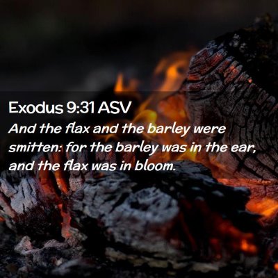 Picture 02 - Exodus 9:31 ASV - And the flax and the barley were smitten: for the - Bible Verse Picture