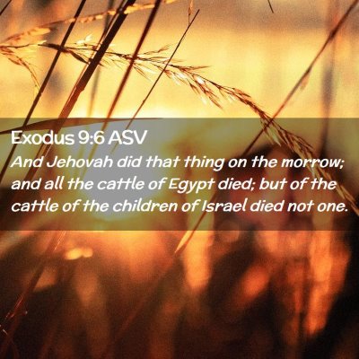 Picture 02 - Exodus 9:6 ASV - And Jehovah did that thing on the morrow; and all - Bible Verse Picture