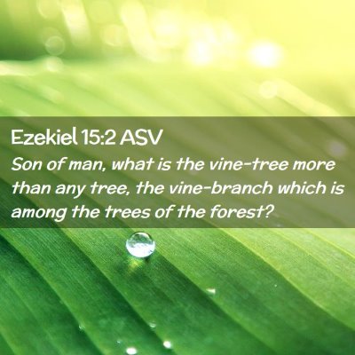 Picture 02 - Ezekiel 15:2 ASV - Son of man, what is the vine-tree more than any - Bible Verse Picture