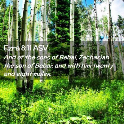 Picture 02 - Ezra 8:11 ASV - And of the sons of Bebai, Zechariah the son of - Bible Verse Picture