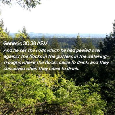 Picture 02 - Genesis 30:38 ASV - And he set the rods which he had peeled over - Bible Verse Picture