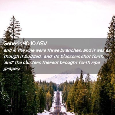Picture 02 - Genesis 40:10 ASV - and in the vine were three branches: and it was - Bible Verse Picture