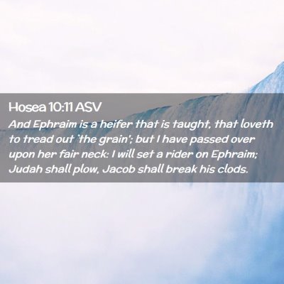 Picture 02 - Hosea 10:11 ASV - And Ephraim is a heifer that is taught, that - Bible Verse Picture