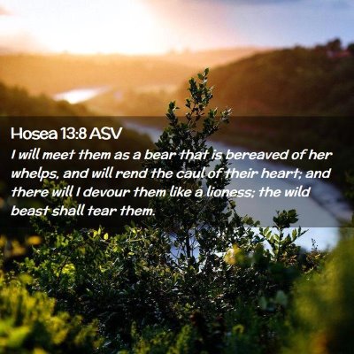 Picture 02 - Hosea 13:8 ASV - I will meet them as a bear that is bereaved of - Bible Verse Picture