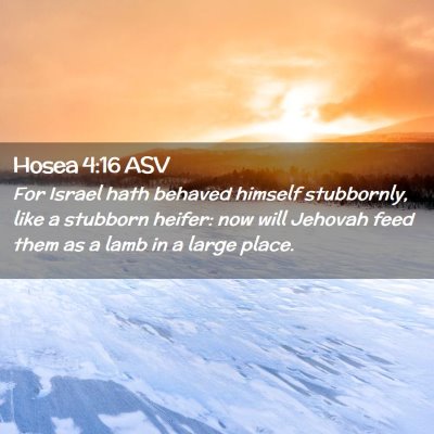 Picture 02 - Hosea 4:16 ASV - For Israel hath behaved himself stubbornly, like - Bible Verse Picture