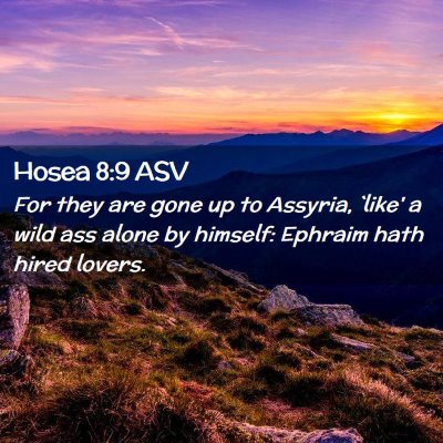 Picture 02 - Hosea 8:9 ASV - For they are gone up to Assyria, `like' a wild - Bible Verse Picture