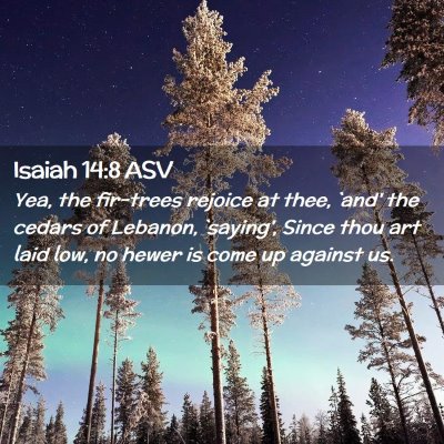 Picture 02 - Isaiah 14:8 ASV - Yea, the fir-trees rejoice at thee, `and' the - Bible Verse Picture