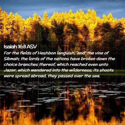 Picture 02 - Isaiah 16:8 ASV - For the fields of Heshbon languish, `and' the - Bible Verse Picture