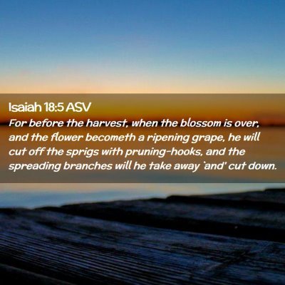 Picture 02 - Isaiah 18:5 ASV - For before the harvest, when the blossom is over, - Bible Verse Picture