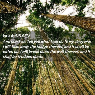 Picture 02 - Isaiah 5:5 ASV - And now I will tell you what I will do to my - Bible Verse Picture