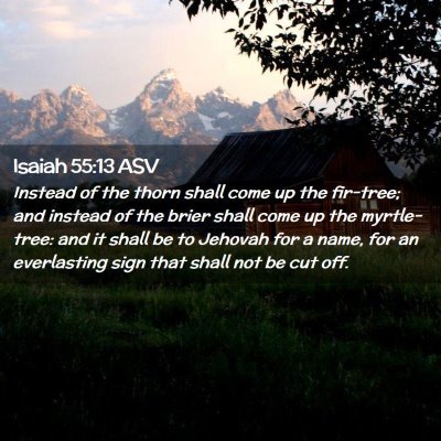 Picture 02 - Isaiah 55:13 ASV - Instead of the thorn shall come up the fir-tree; - Bible Verse Picture