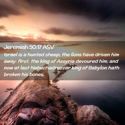 Picture 02 - Jeremiah 50:17 ASV - Israel is a hunted sheep; the lions have driven - Bible Verse Picture