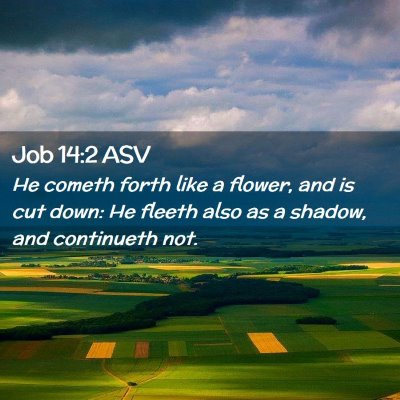 Picture 02 - Job 14:2 ASV - He cometh forth like a flower, and is cut down: - Bible Verse Picture