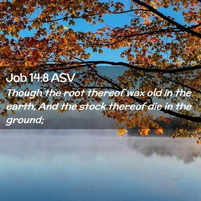 Picture 02 - Job 14:8 ASV - Though the root thereof wax old in the earth, And - Bible Verse Picture