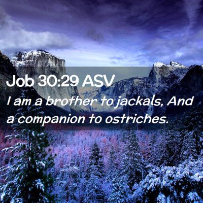 Picture 02 - Job 30:29 ASV - I am a brother to jackals, And a companion to - Bible Verse Picture