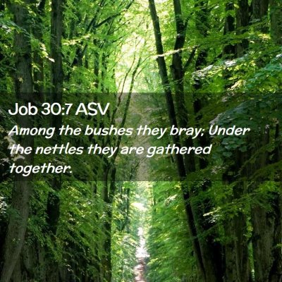 Picture 02 - Job 30:7 ASV - Among the bushes they bray; Under the nettles - Bible Verse Picture