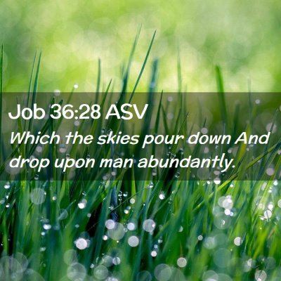 Picture 02 - Job 36:28 ASV - Which the skies pour down And drop upon man - Bible Verse Picture