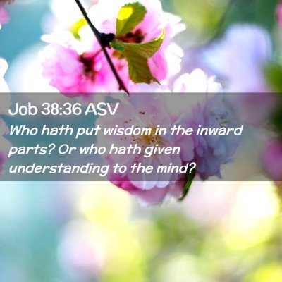 Picture 02 - Job 38:36 ASV - Who hath put wisdom in the inward parts? Or who - Bible Verse Picture