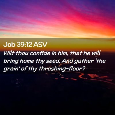 Picture 02 - Job 39:12 ASV - Wilt thou confide in him, that he will bring home - Bible Verse Picture