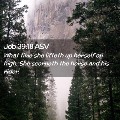 Picture 02 - Job 39:18 ASV - What time she lifteth up herself on high, She - Bible Verse Picture