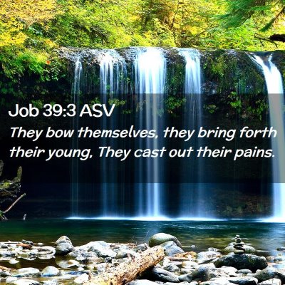 Picture 02 - Job 39:3 ASV - They bow themselves, they bring forth their - Bible Verse Picture