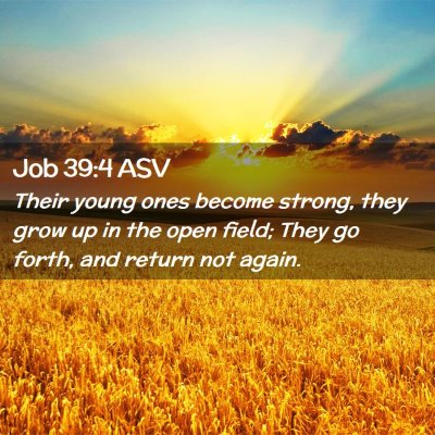 Picture 02 - Job 39:4 ASV - Their young ones become strong, they grow up in - Bible Verse Picture