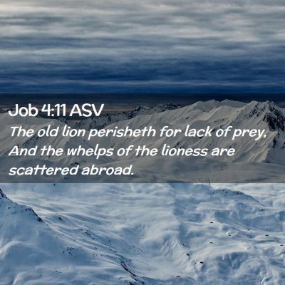Picture 02 - Job 4:11 ASV - The old lion perisheth for lack of prey, And the - Bible Verse Picture