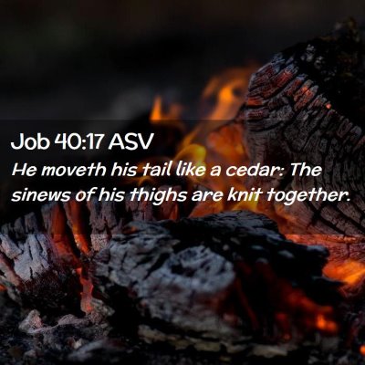 Picture 02 - Job 40:17 ASV - He moveth his tail like a cedar: The sinews of - Bible Verse Picture